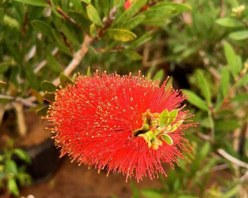 花千层花代表什么？花千层花有哪些寓意？