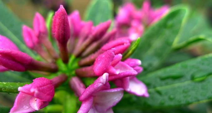 瑞香花的花语是什么？瑞香花有哪些代表意义？