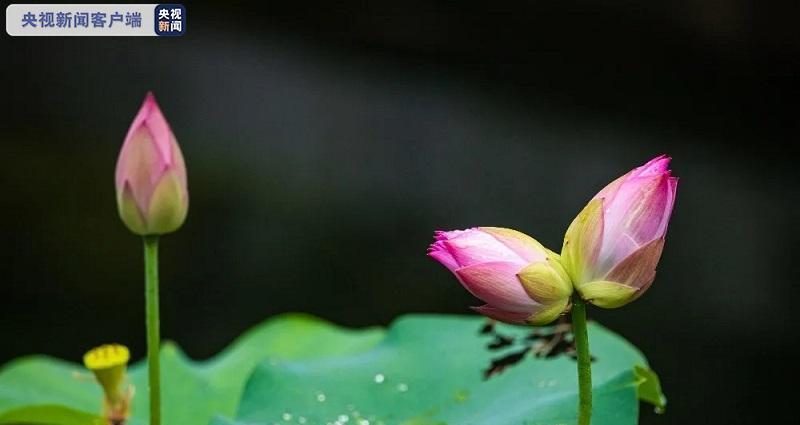 并蒂莲象征着什么？并蒂莲有哪些寓意？