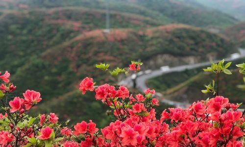 杜鹃花象征着什么？杜鹃花有哪些寓意？