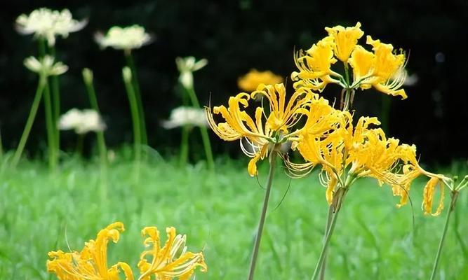 代表神秘的花是什么？什么花的花语是神秘？