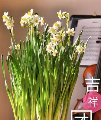 代表吉祥的花是什么？吉祥的花语是什么？