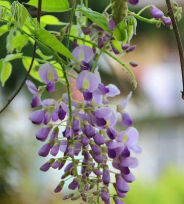 紫藤花的花语是什么？紫藤花有哪些寓意？