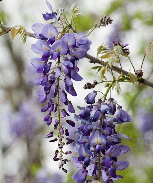 紫藤花的花语是什么？紫藤花有哪些寓意？