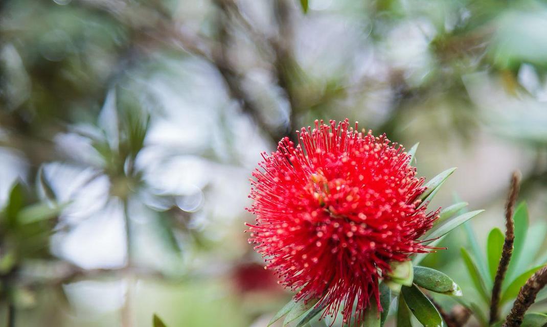 代表害羞的花是什么？害羞的花语是什么？