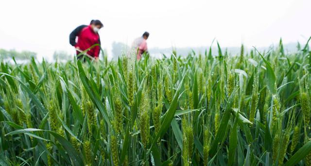 冬小麦什么时候播种最好？冬小麦最佳播种时间是什么时候？