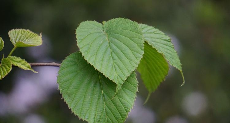 树木是植物吗？树木属于什么类植物？