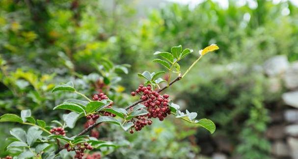 花椒树风水作用是什么？花椒树有什么寓意？