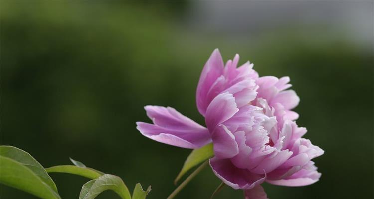 芍药喜阴还是喜阳？芍药的养护环境是怎样的？