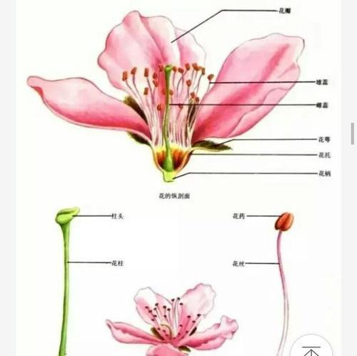 迎春花摘心打顶时间是什么时候？迎春花摘心打顶方法是什么？