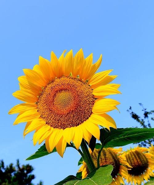 向日葵是什么植物？向日葵的植物分类是什么？