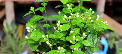 家里养茉莉花风水好吗？茉莉花盆栽的风水作用是什么？