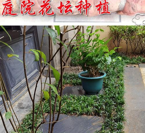 玉龙草开花吗？玉龙草开花是什么样子？