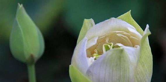 莲花是什么形状？莲花的形态特征有哪些？