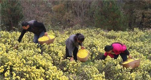 菊花什么时候采摘？菊花采摘时间和方法是什么？