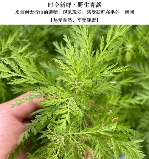 黄花蒿属于什么植物类型？黄花蒿的植物分类是什么？