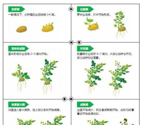 芋艿块茎繁殖与种植方法是什么？芋艿块茎繁殖方法和注意事项是什么？