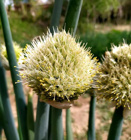 葱会开花吗？葱是开花植物吗？