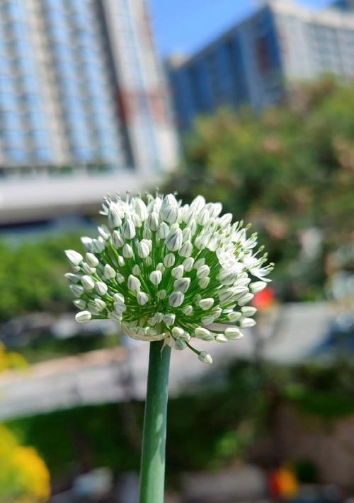 葱会开花吗？葱是开花植物吗？