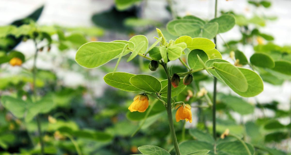 花生什么季节开花结果？花生的开花结果时间和季节是什么？