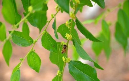 圆枣子几年结果实？圆枣子种植多久可以挂果？