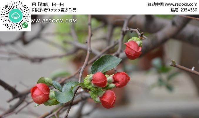 红梅什么时候长花苞？红梅的花期和开花时间是什么时候？