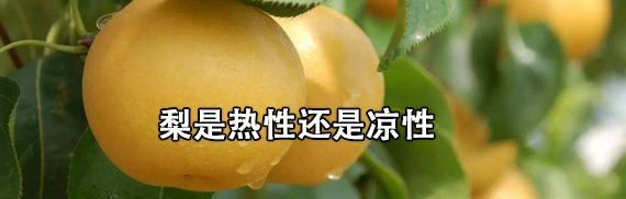 蜜桔是热性还是凉性？蜜桔的营养价值和食用禁忌是什么？