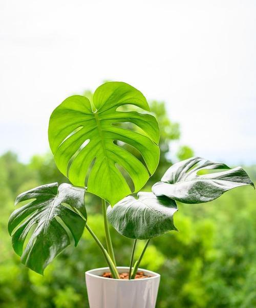 夜间释放氧气的植物有哪些？适合夜间养护的植物有哪些？