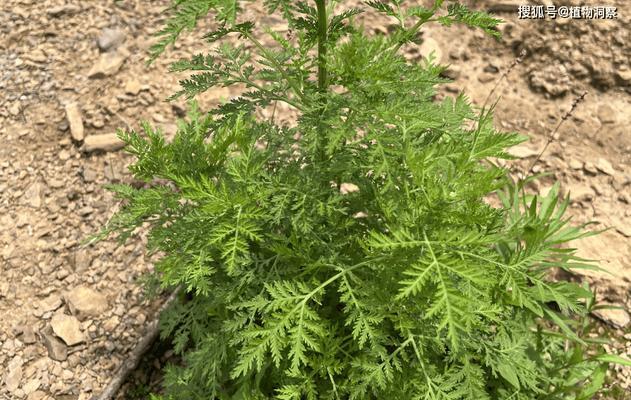 高羊茅是多年生还是一年生的植物？高羊茅的生长周期是怎样的？