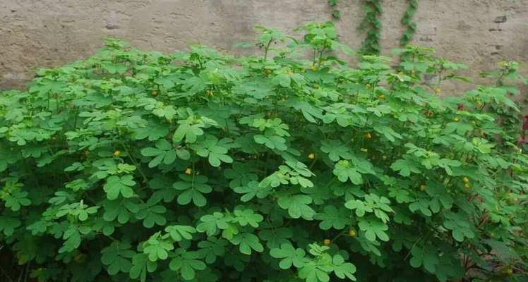 高羊茅是多年生还是一年生的植物？高羊茅的生长周期是怎样的？