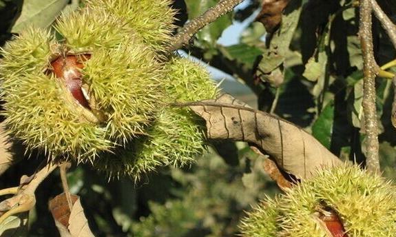 栗子生芽能吃吗？栗子生芽的食用方法和注意事项是什么？