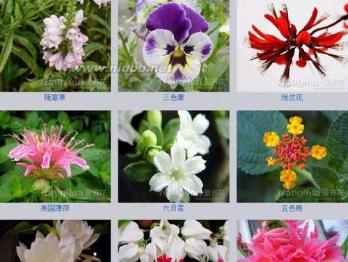 日本海棠一年开几次花？日本海棠的开花次数和花期是什么？