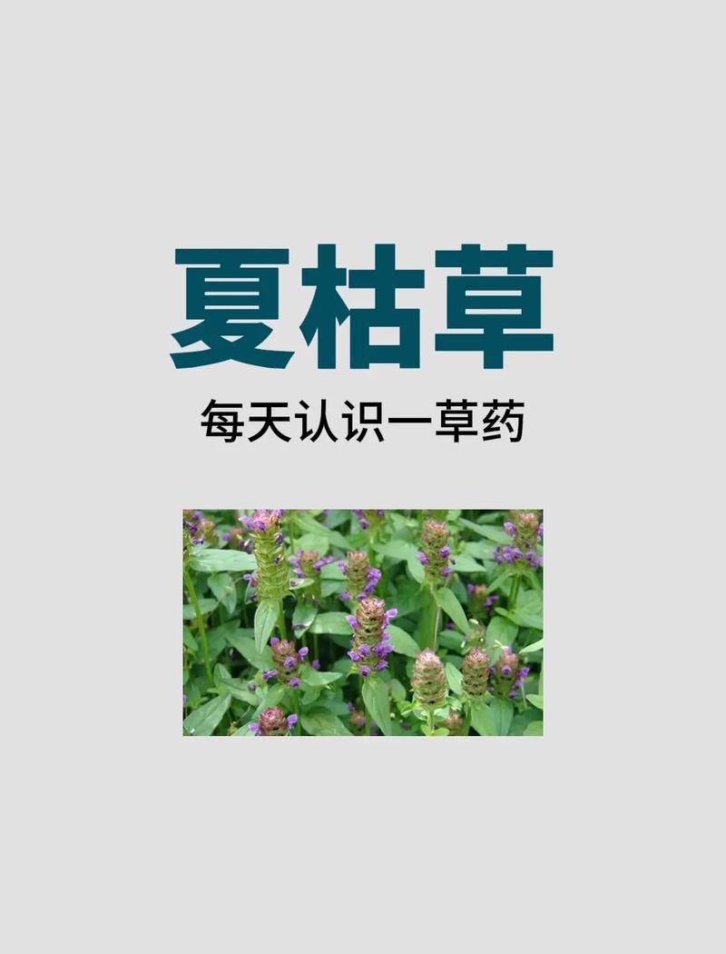 夏枯草在农村叫什么？夏枯草的别名有哪些？