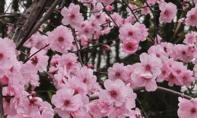 美人梅花期是什么时候？美人梅的花期和开花时间是什么时候？