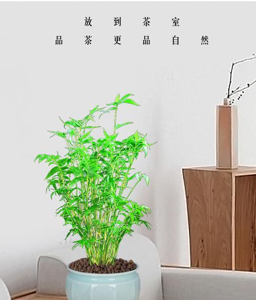 节节高可以用土养吗？节节高土培方法和注意事项是什么？