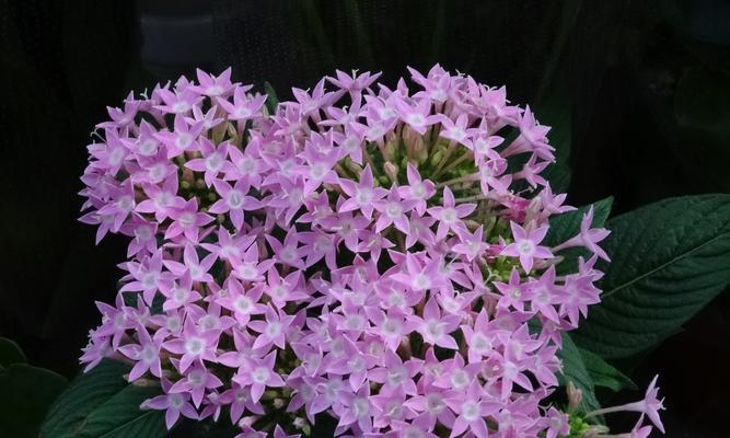 繁星花冬天会死吗？繁星花冬季养护需要注意什么？