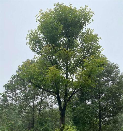 香樟树是木本植物吗？香樟树的植物分类是什么？