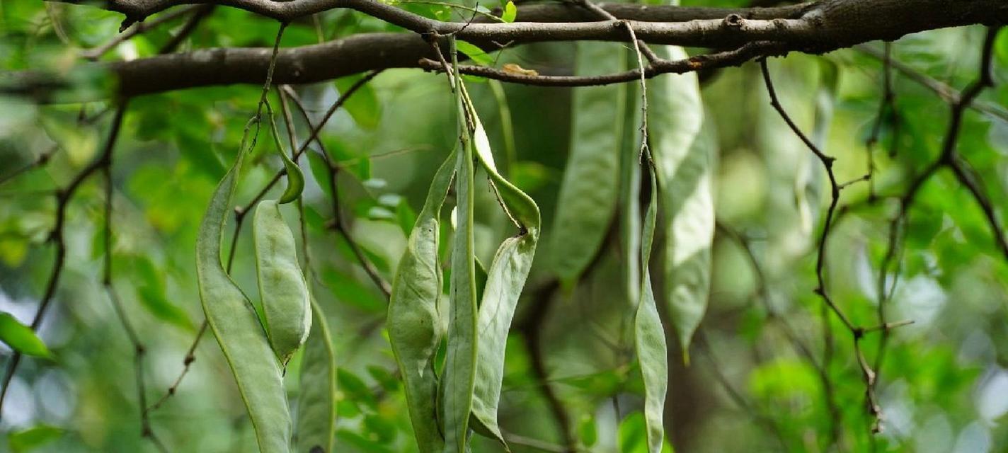 豆角几月份种合适？豆角的种植时间和方法是什么？