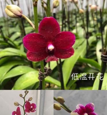 蝴蝶兰什么时候长花苞？蝴蝶兰的花期和开花时间是什么时候？