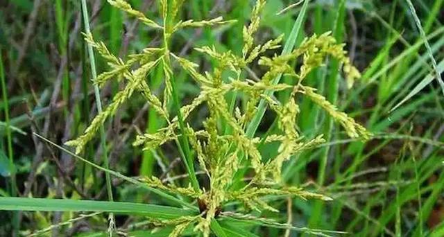 芦苇是一年生还是多年生？芦苇的生长周期是怎样的？