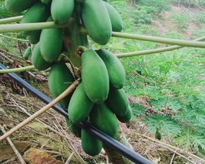 芦苇是一年生还是多年生？芦苇的生长周期是怎样的？