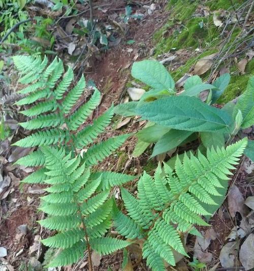 贯众是裸子植物吗？贯众的植物分类是什么？