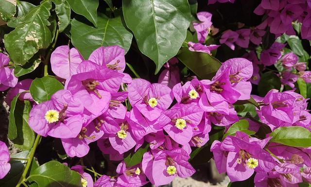 三角梅夏天开花吗？三角梅夏季开花条件是什么？