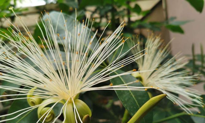 发财树开花好吗？发财树开花的条件是什么？