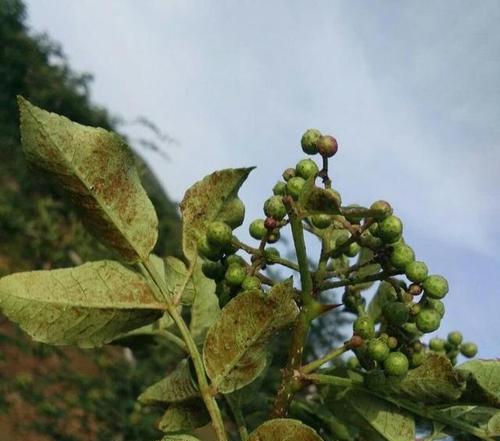 花椒炭疽病发病原因是什么？花椒炭疽病用药治疗方法有哪些？