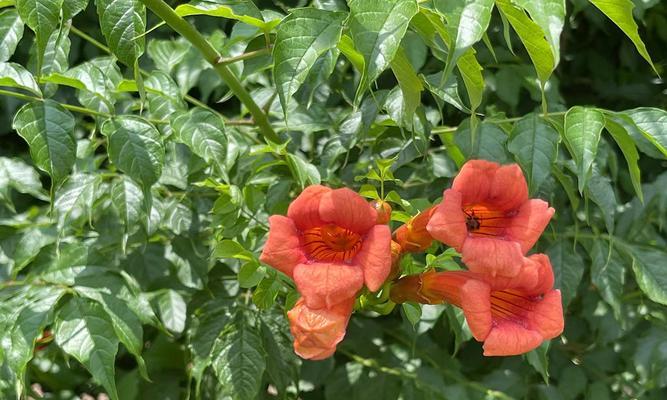 凌霄花一年能长多高？凌霄花的生长速度和高度是多少？