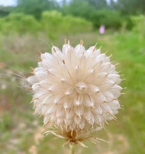 蒲公英花骨朵的样子是什么？蒲公英花骨朵的外观特征是什么？