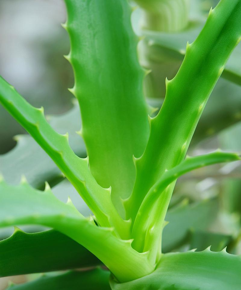 和芦荟很像的植物叫什么？和芦荟很像的植物有哪些？