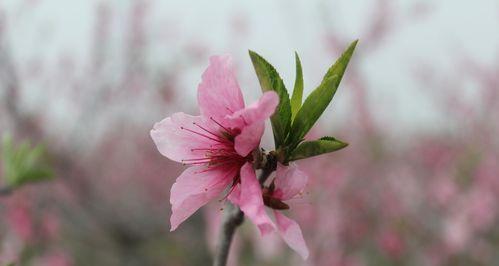 桃花是什么样子的？桃花的外观特征和形态描述是什么？