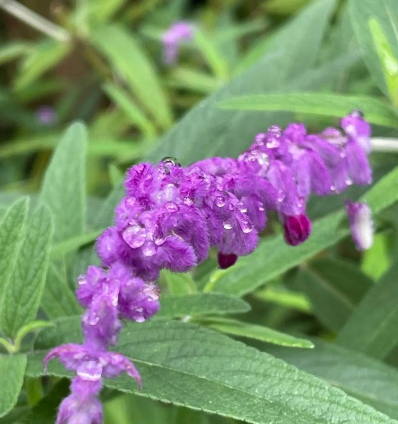 蓝花鼠尾草花期是什么时候？蓝花鼠尾草的花期和开花时间是什么时候？